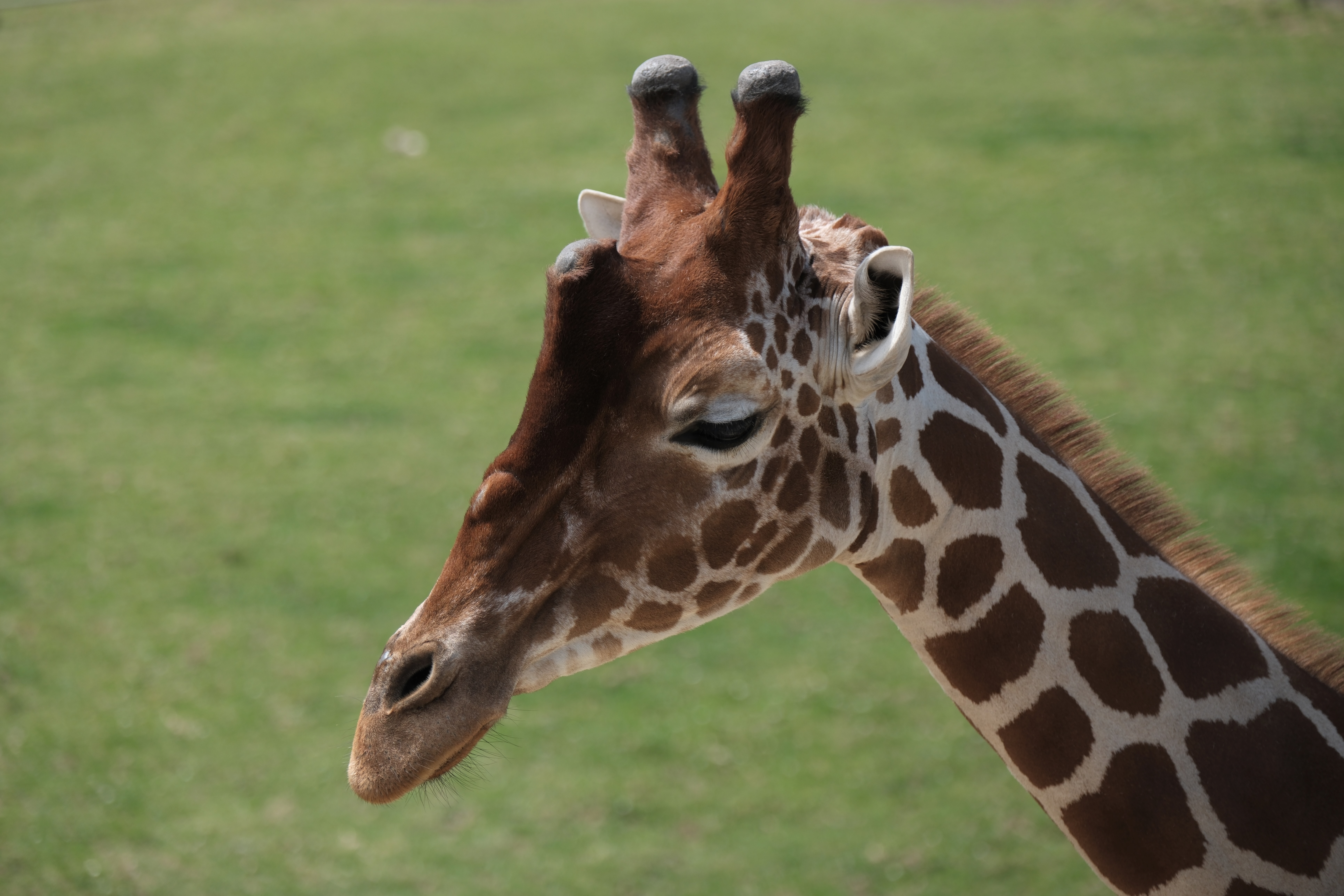 Giraffe Head